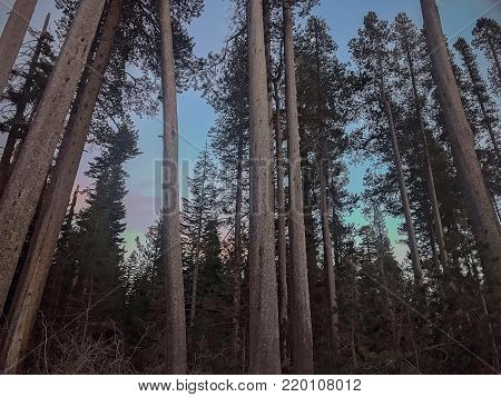 Landscape Photograph of Tall Trees in South Lake Tahoe Forest, before Sunset