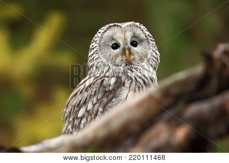 He lives in Europe and Asia, on the Czech territory only occurs very rarely in the area of the Beskydy mountains and the Bohemian Forest and Bohemian Forest. Strix uralensis.