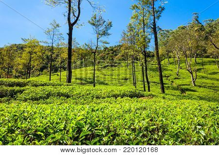 Nuwara Eliya Tea Plantation