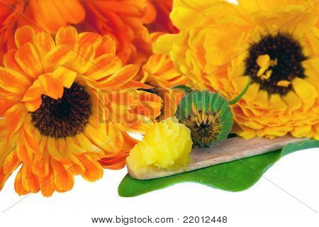 금 송 화 꽃에서 한방 연 고