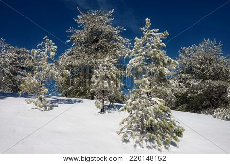 pines trees with icicles against deep blue sky in Etna Park, Sicily