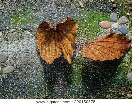 Bauhinia aureifolia leaf dry fall on the stony ground in autumn