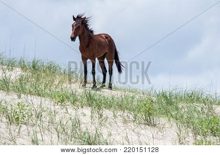 Wild Colonial Spanish Mustangs On The Northern Currituck Outer Banks