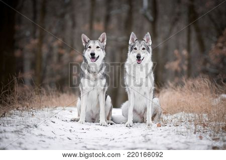 wolves in forrest in winter in forrest