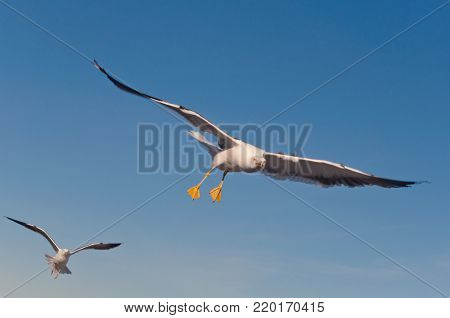 Attacking seagulls. Two aggressive birds in the sky