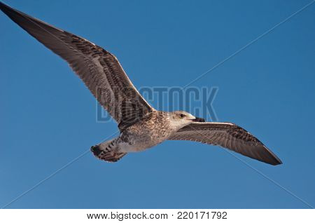 Gray spotted seagull flying in the sky