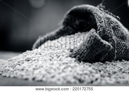 Raw Organic White Lentil,vigna Mungo In A Gunny Bag.