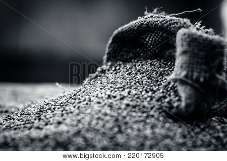 Raw Organic Pennisetum Glaucum,pearl  Millet Coming Out Of A Gunny Bag.