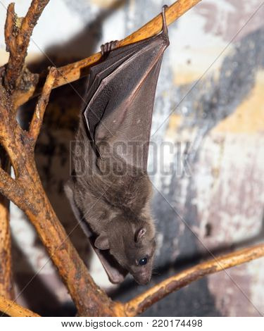 bat  In the park in nature