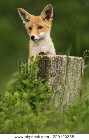 Vulpes vulpes. Fox is widespread throughout Europe. The wild nature of Europe. Autumn colors in the photo. Beautiful photo. Fox and orchid. Nature Czech.