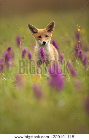 Vulpes vulpes. Fox is widespread throughout Europe. The wild nature of Europe. Autumn colors in the photo. Beautiful photo. Fox and orchid. Nature Czech.