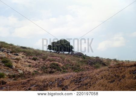 Landscape Photo of a Tree on Hillside, in Northern California