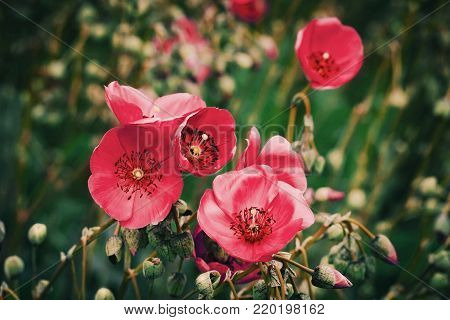 Red Poppies in Bloom in the Wild