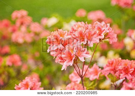 Orange and yellow Rhododendron flowers blooming outdoors in the garden in summer