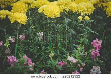 yellow chrysanthemum & pink snapdragon. blooming flower in garden. flora field. nature background