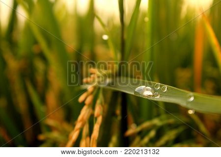 beautiful golden color of light of sun rising over the rice field or farm with some dews on the leaves