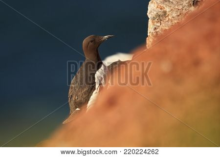 Uria aalge. The wild nature of the North Sea. A bird on a rock over the sea. The beautiful nature of northern Europe. Nice shot. Red color in photo.