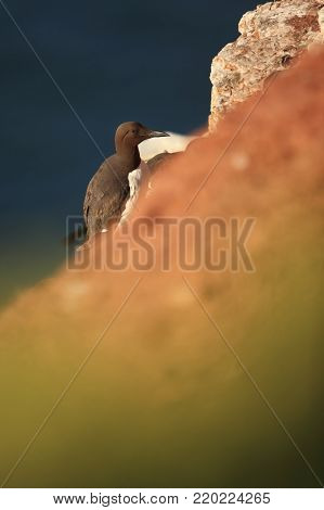Uria aalge. The wild nature of the North Sea. A bird on a rock over the sea. The beautiful nature of northern Europe. Nice shot. Red color in photo.