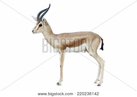 isolated Antelope on white background, dorcas horns
