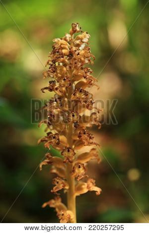 Neottia nidus-avis. It is widespread in Europe, Asia Minor, Caucasus, Siberia and North Africa. The Orchid favors deciduous forests. Free nature. A rare orchid. Wild nature. Czech nature. Spring nature.