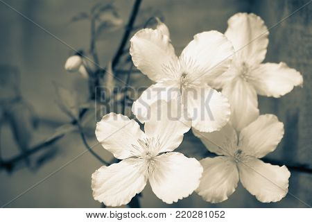 close up image of clematis montana flowers in bloom in black and white.