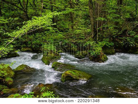 Oirase Gorge In Aomori, Tohoku, Japan