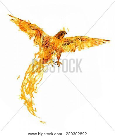 flying flame falcon isolated on white abckground