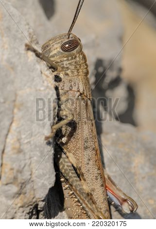 An Egyptian Locust (anacridium Aegyptium) Sitting On A Stone
