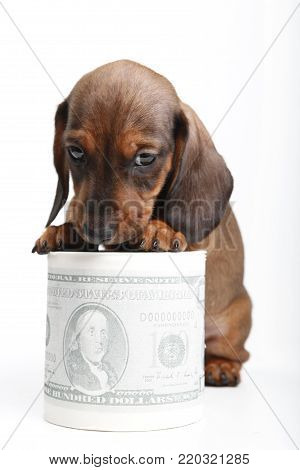 Dachshund dog puppy money dollar white background