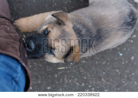 The German shepherd puppy biting boots. Dog.