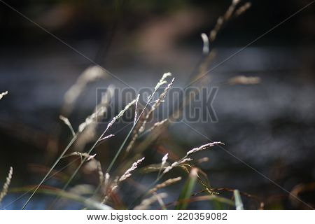 Sun lit water reeds, at the pond, in Sonoma County, Calfiornia