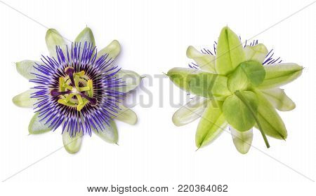 Passiflora passionflower isolated on white background. Big beautiful flower
