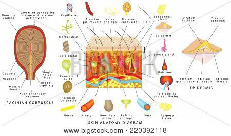 Skin Anatomy Diagram Vector Photo Free Trial Bigstock