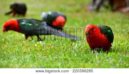 Male and female king parrots eating seeds in the rain