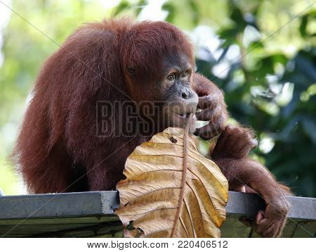 Orang Hutan sitting on the metal bench at zoo in Kuala Lumpur