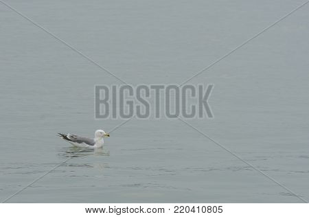 Single seagull floating in calm waters of the ocean