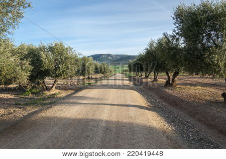 Dirt road between olive groves in an agricultural landscape in La Mancha, Ciudad Real Province, Spain. In the background can be seen the Toledo Mountains