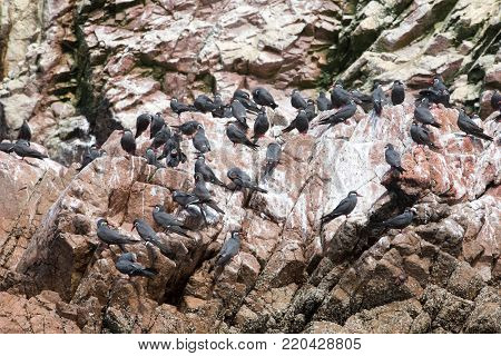 Seabirds on the rockface in the Ballestas island, natural park. Peru