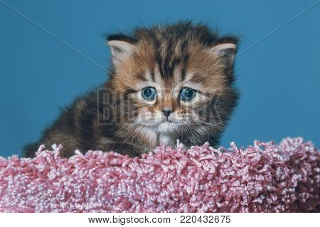 portrait a close-up of a gorgeous Scottish kitten at the age of one month