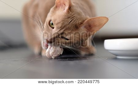 Red cat eats. adorable animal at the litchen