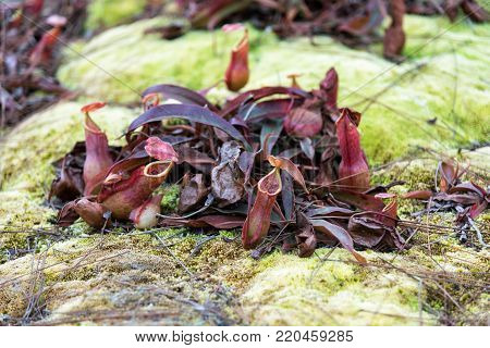 Tropical pitcher plants or monkey cups in national park.