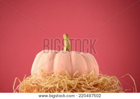 Blush pink pumpkins with gold stems on solid color background with copy space. Nontraditional fall, harvest and Thanksgiving theme.
