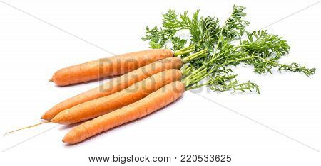 Group of fresh long orange carrots with leaves isolated on white background