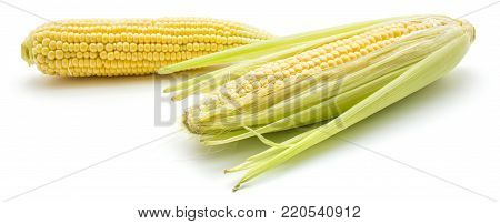 Two fresh sweet corn isolated on white background