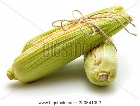 Two sweet corn ears tied by burlap rope isolated on white background