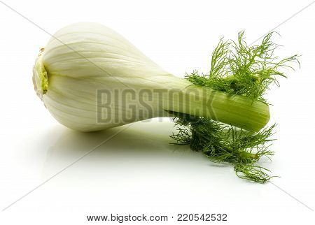 Florence fennel isolated on white background fresh