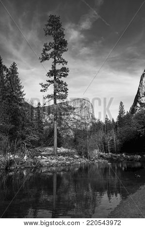 Black and White Sequoia Tree with Lake and Mountains in Yosemite National Park