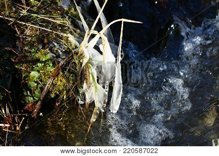 Ice centipede at a stream of ice, early winter.