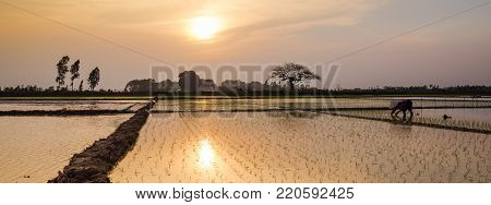 Young Rice Sprouts Ready To Growing In The Rice Field In Hanoi, Vietnam