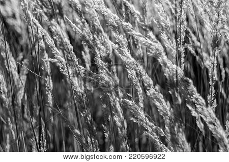 Black and white textured decorative grass background